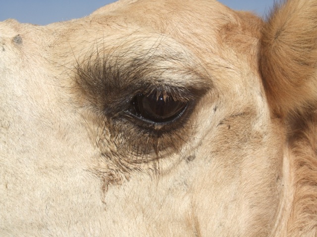 camel eyes