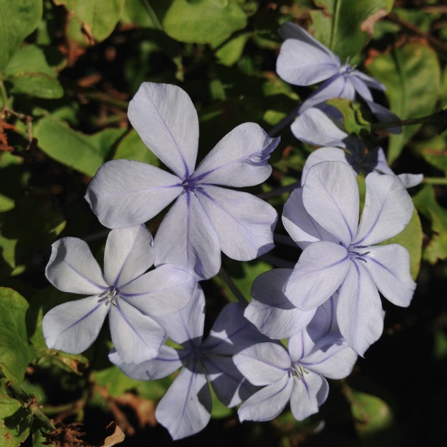 blue flower energy