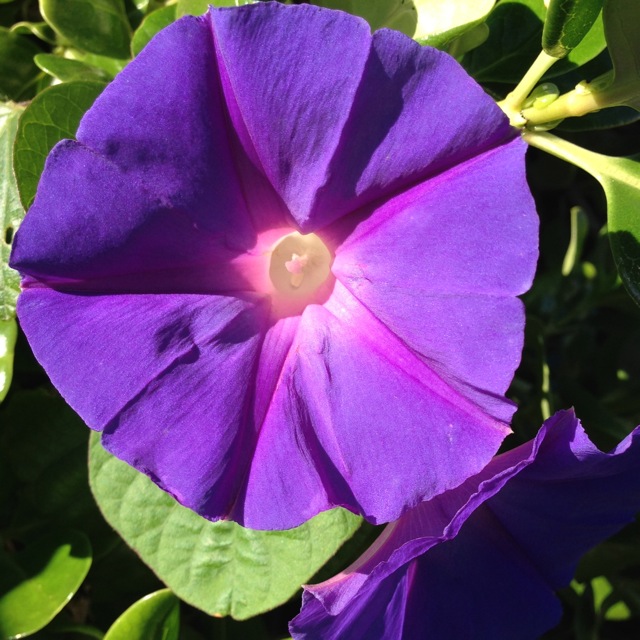 intense blue flower energy