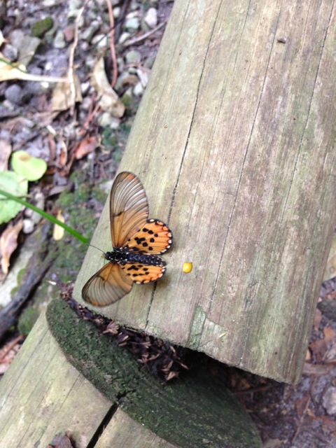 cecilia waterfall hike butterfly of transformation