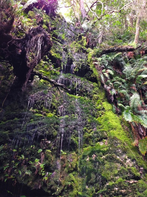 cecilia waterfall hike looking up