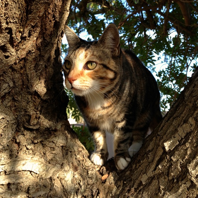 max queen of the castle