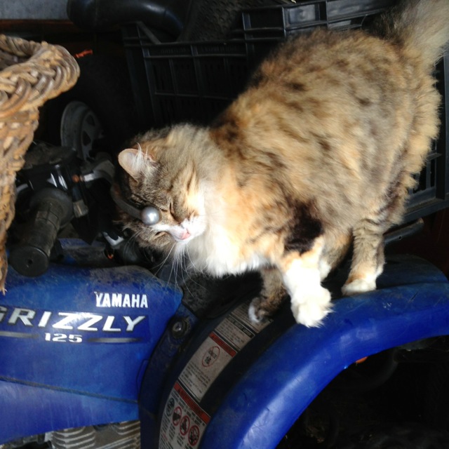 shaggy gypsy the workshop cat