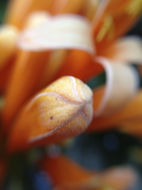 honeysuckle bud about to burst