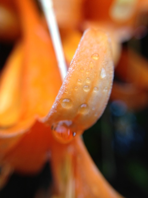 honeysuckle droplets