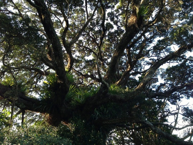 cathedral cove grandmother tree