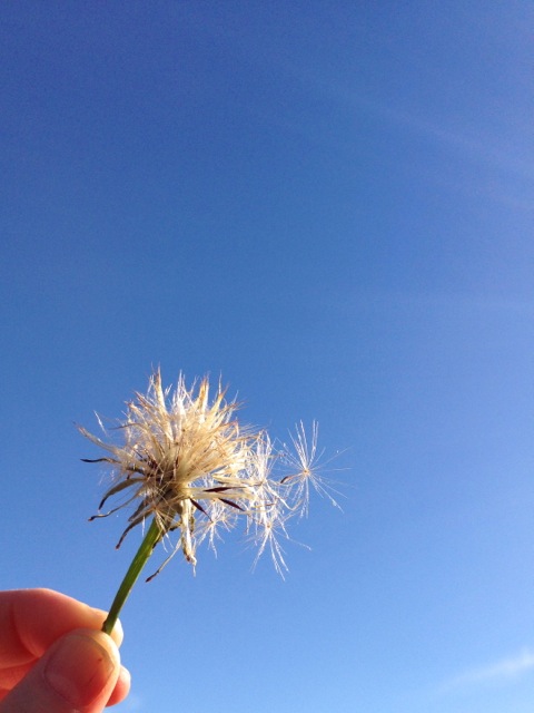 dandelion freedom