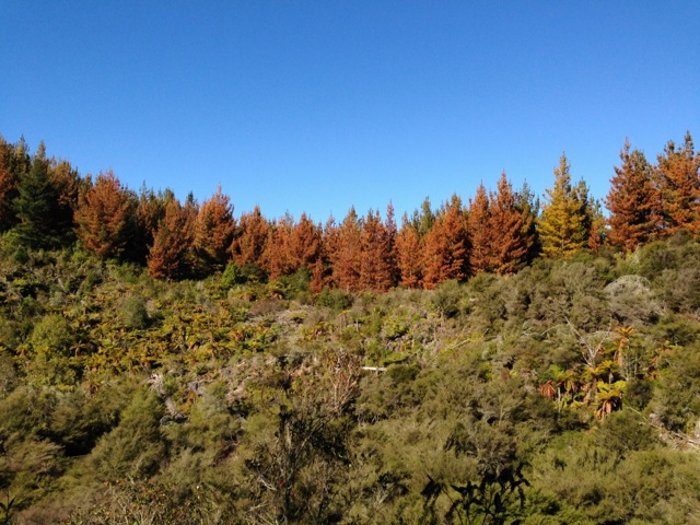 magnificent tree line