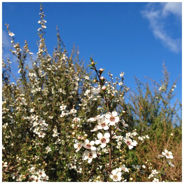 manuka or tea tree bush