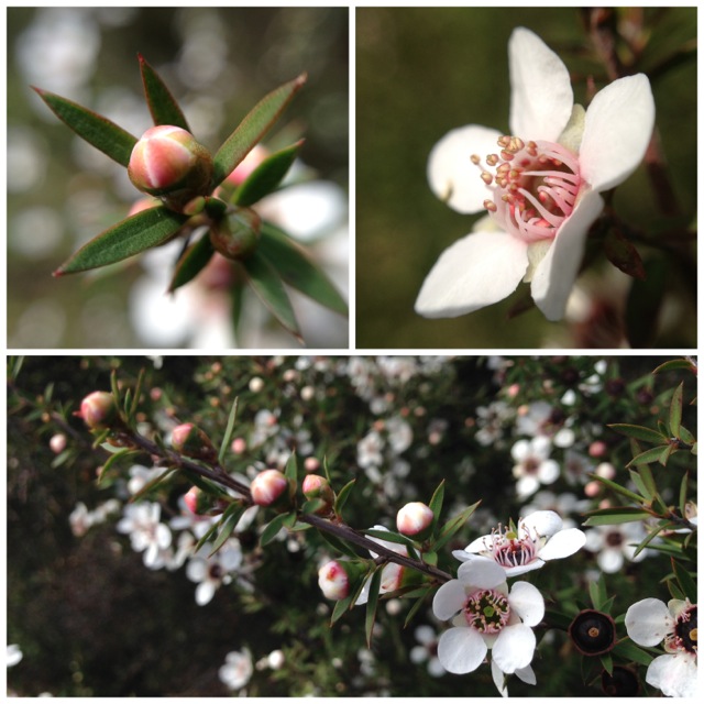 manuka or tea tree flowers