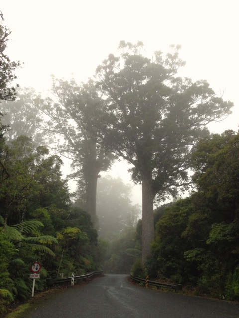 roadside kauri near dargaville