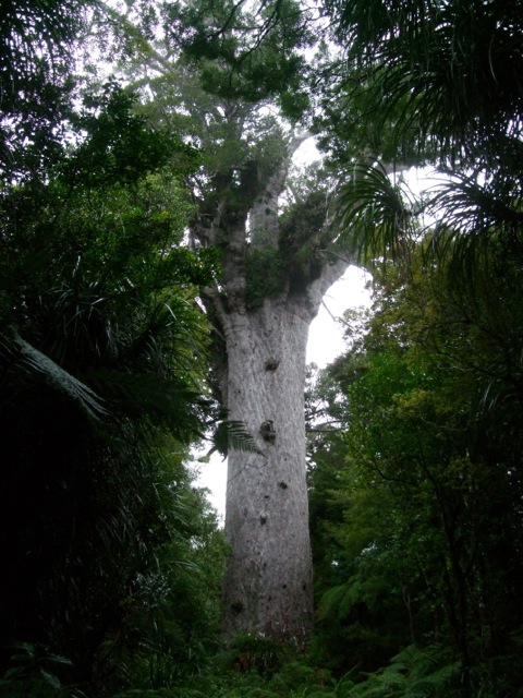 tane mahuta lord of the forest