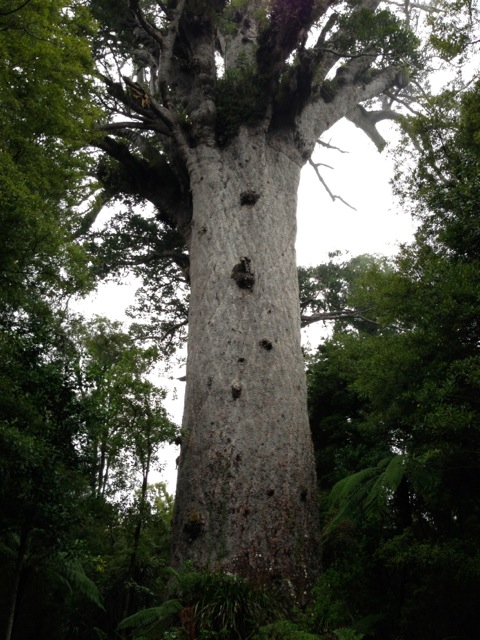 tane mahuta