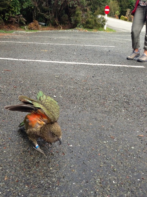 a really friendly kea parrot