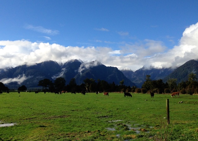 cows grazing with views to fox glacier