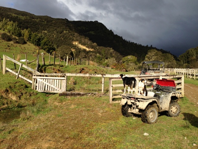 farm life at blue duck farm herding sheep