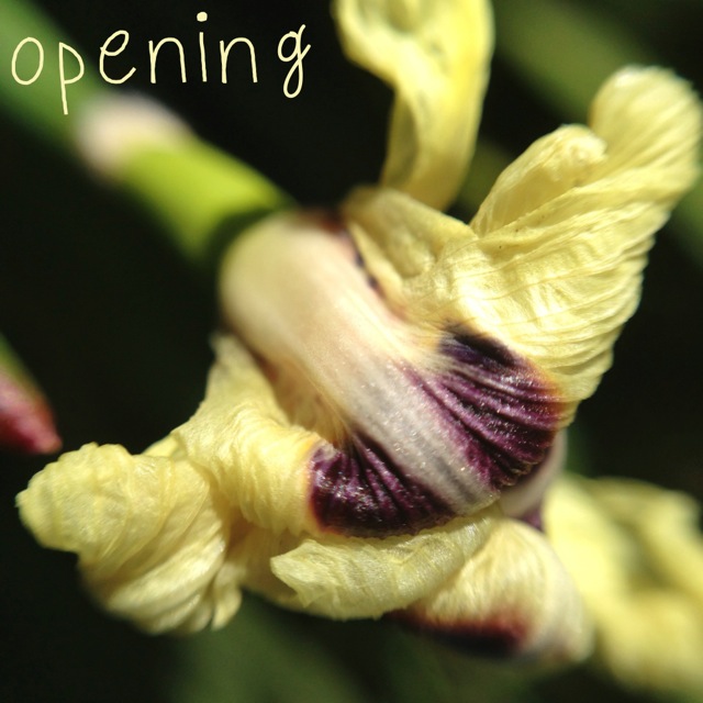 opening