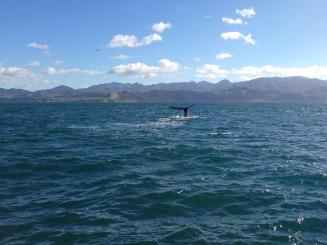 sperm whales at kaikoura