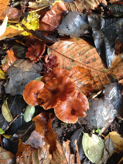 autumn forest floor