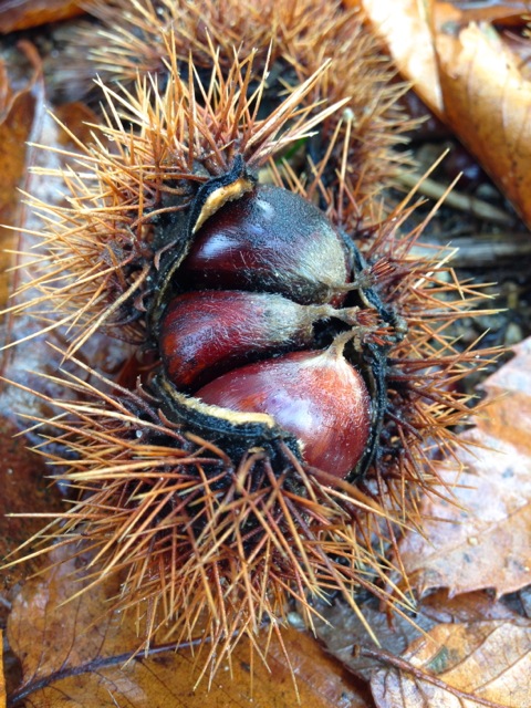 chestnuts