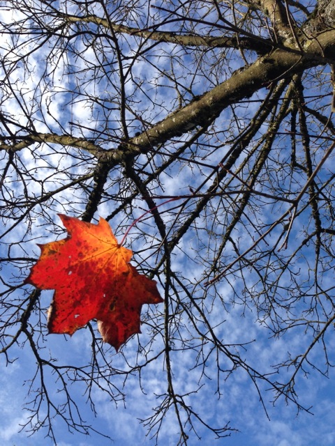 last leaf