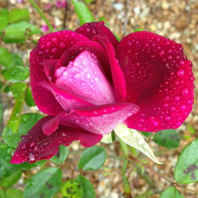 rose dew