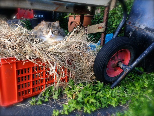 gypsy the camo kitty