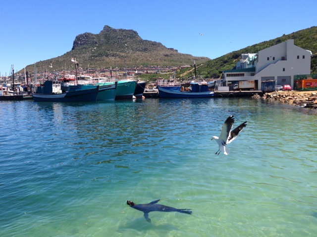 hout bay seal