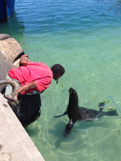 seal love