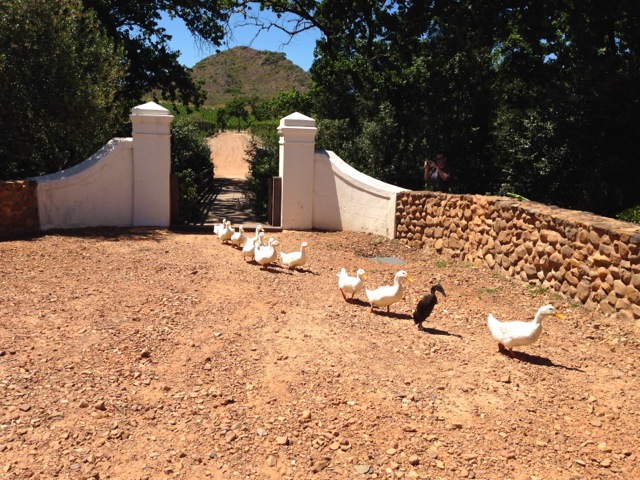 babylonstoren all in a row now