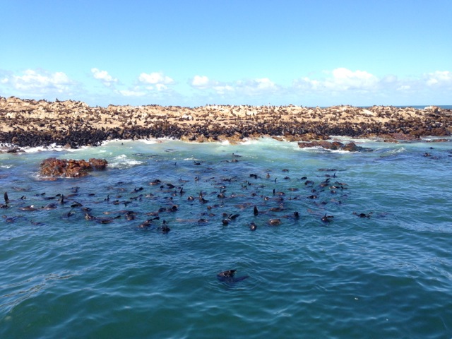 dyer island seal fun