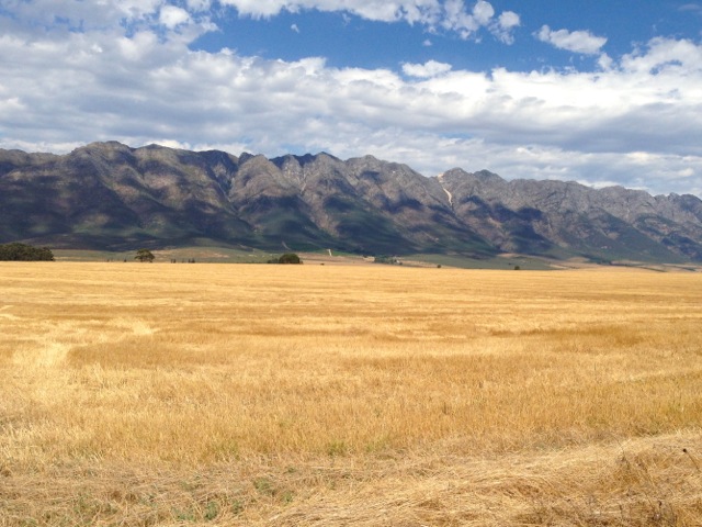 wellington fields and mountains