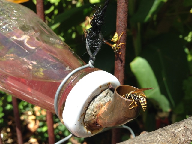 tiny sugar love in moms garden