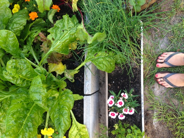 watching my brothers veggie garden grow