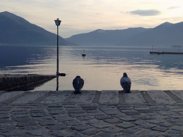 evening bird life lago maggiore