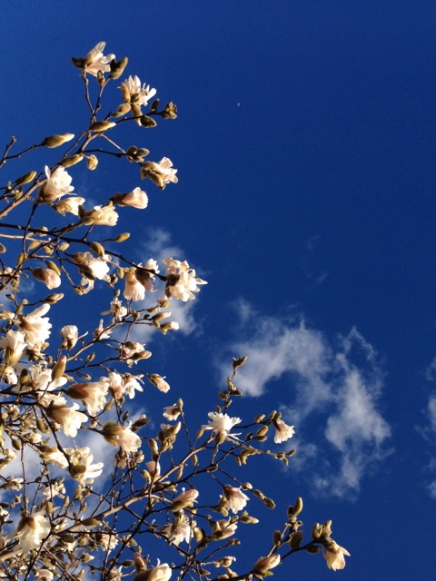 spring sunshine in ascona