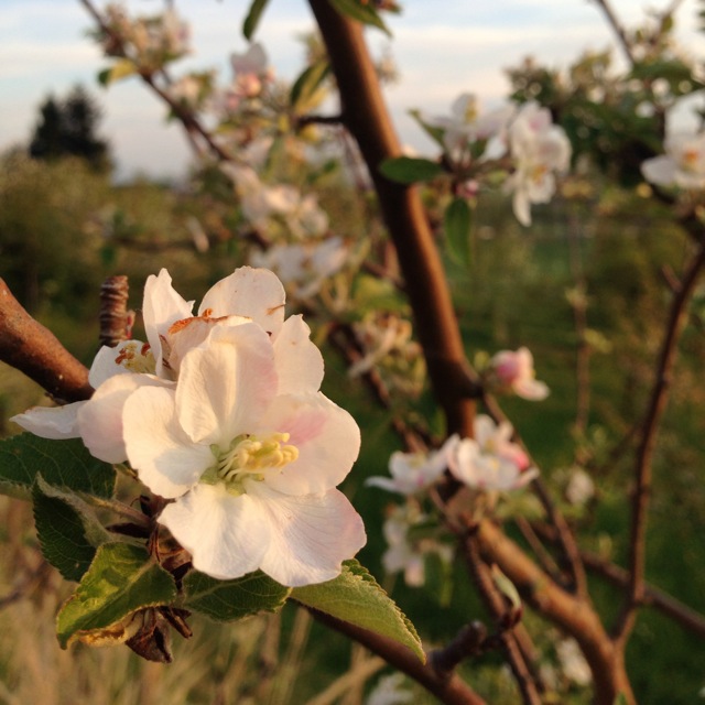 easter light