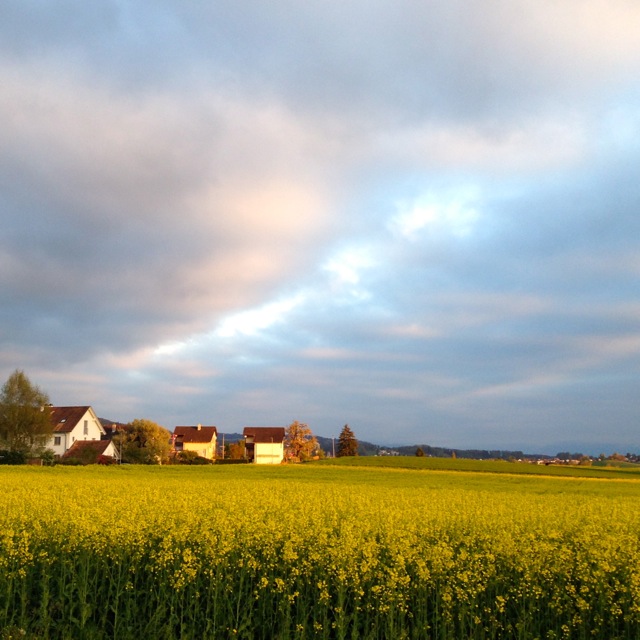 fields of yellow