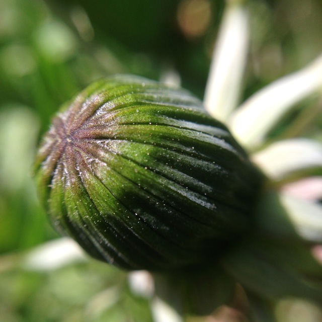 green heart chakra macro