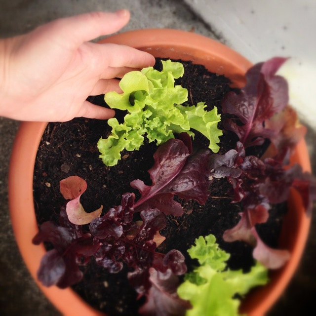 happy lettuce kissing the rain