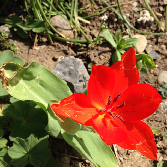 orange sacral chakra