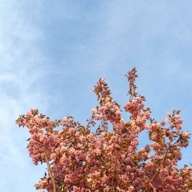 spring blossoms chakras