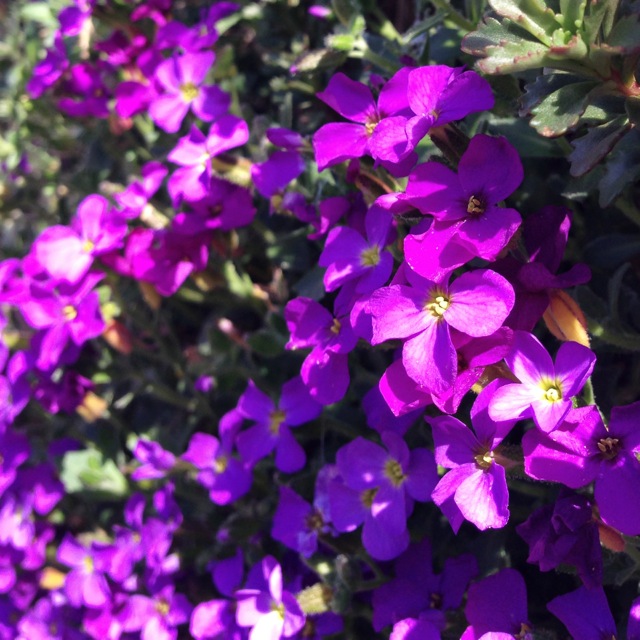 violet crown chakra