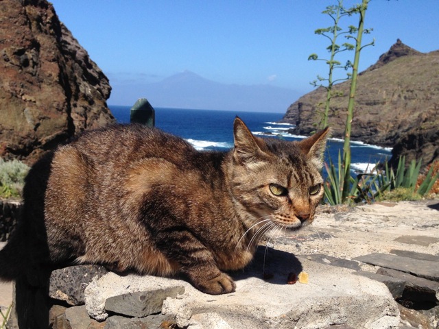 beach kitty