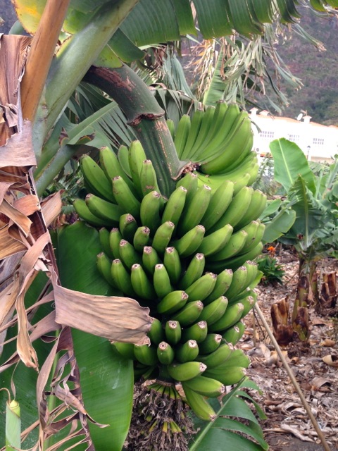 so many banana plantations
