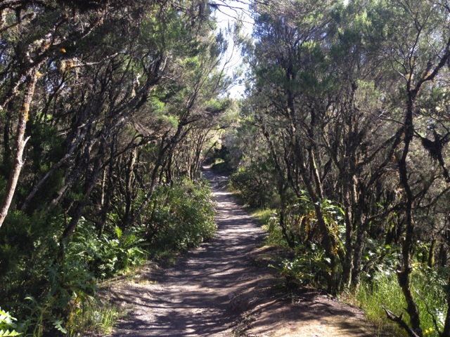 where the path leads in garajonay national park