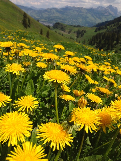 dandelion love