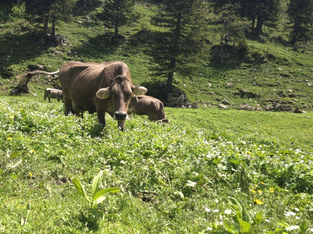 in another swiss meadow