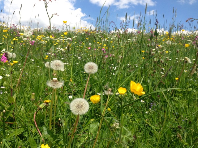 one day in a spring meadow