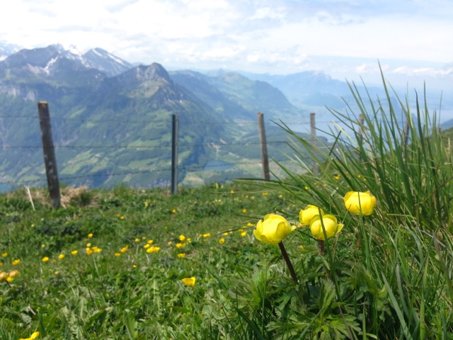 the view from the meadow